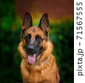 Portrait An obedient trained German Shepherd sits. Dog thoroughbred young female against a backdrop of green bushes and brick wall 71567555