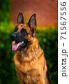 Portrait An obedient trained German Shepherd sits. Dog thoroughbred young female against a backdrop of green bushes and brick wall 71567556