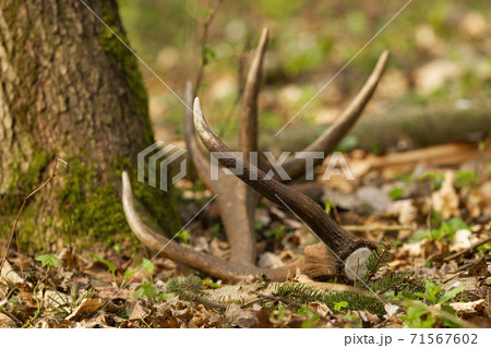 Red deer shed fallen down on leaves by a tree in forest. 71567602