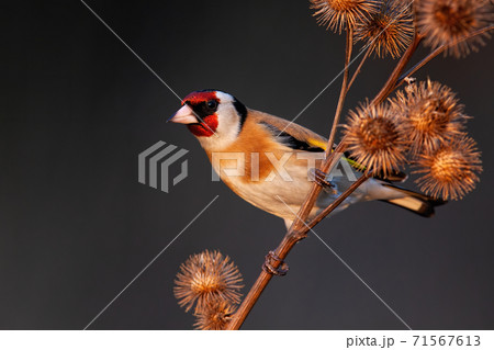 European goldfinch sitting on dry thistle in autumn European goldfinch sitting on dry thistle in autumn 71567613