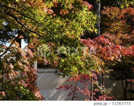 太陽と季節が織りなす紅葉 71567773