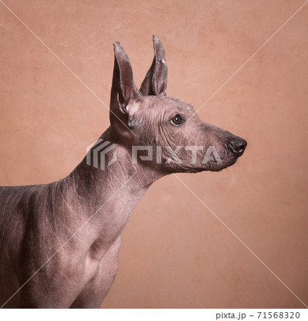 xolo breed