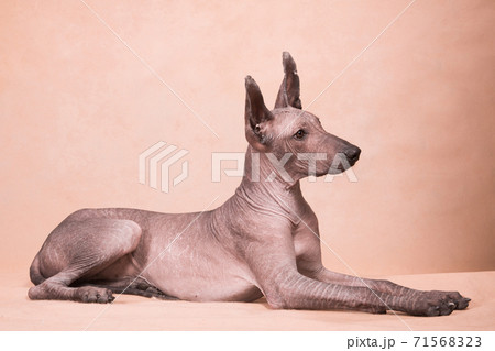 Xolo dog breed (Xoloitzcuintle, Mexican hairless) on a beige background, lying - 2 Xolo dog breed (Xoloitzcuintle, Mexican hairless) on a beige background, lying - 2 71568323