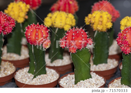 Color Gymnocalycium mihanovichii Graft cactus. The colorful red top is a Gymnocalycium. 71570333