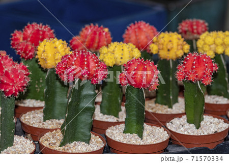 Color Gymnocalycium mihanovichii Graft cactus. The colorful red top is a Gymnocalycium. 71570334