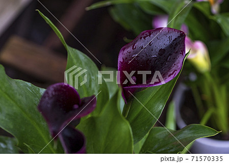 Pink calla lily flowers and green leaves. floral background Pink calla lily flowers and green leaves. floral background 71570335