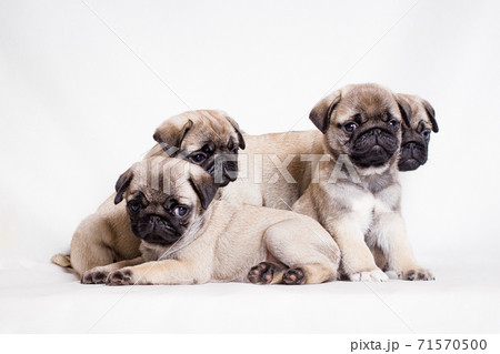 Four little fawn pug puppies sit on a white background Four little fawn pug puppies sit on a white background 71570500