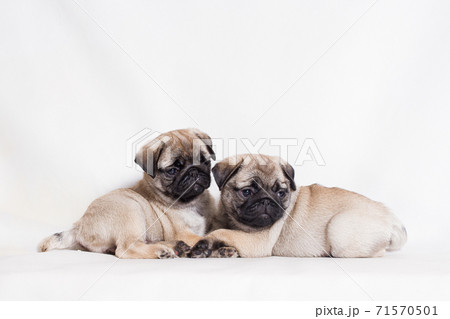 Two small fawn puppy of a pug breed lie on a white background Two small fawn puppy of a pug breed lie on a white background 71570501