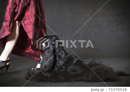 Black dog american cocker spaniel and lady in red 71570528