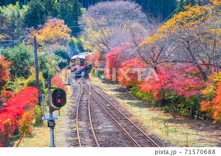 紅葉とわたらせ渓谷鉄道トロッコ列車の写真素材