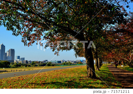 川崎市　秋の武蔵小杉のタワーマンション群と紅葉した桜並木の風景 71571211