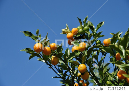 キンカンの実の写真素材