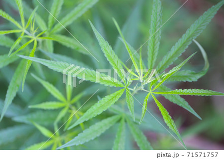 Fresh Cannabis or hemp. Fresh Cannabis or hemp. 71571757
