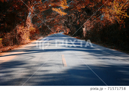 Rural road with Autumn trees. Rural road with Autumn trees. 71571758
