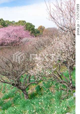 梅園の水仙と梅の花 梅園の水仙と梅の花 71571999
