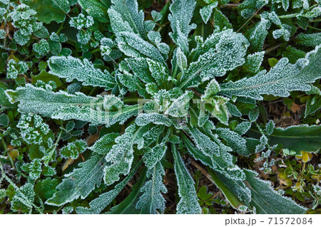 早朝に写した雑草の霜 71572084