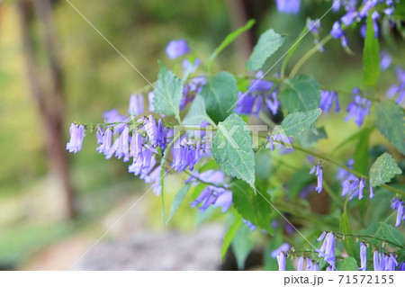 アキチョウジの花 アキチョウジの花 71572155