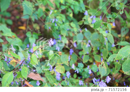 アキチョウジの花 アキチョウジの花 71572156