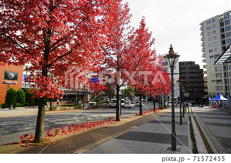 11月 川崎171モミジバフウ(紅葉葉楓)並木の紅葉・新百合山手中央通り 11月 川崎171モミジバフウ(紅葉葉楓)並木の紅葉・新百合山手中央通り 71572455