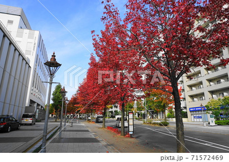 11月 川崎157モミジバフウ(紅葉葉楓)並木の紅葉・新百合山手中央通り 11月 川崎157モミジバフウ(紅葉葉楓)並木の紅葉・新百合山手中央通り 71572469