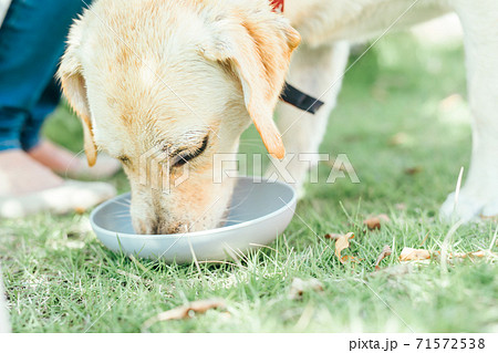 餌を食べる犬 餌を食べる犬 71572538
