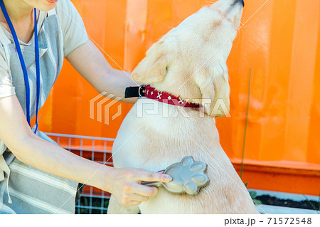 犬の毛並みを整える女性の写真素材
