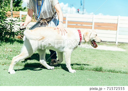 犬の毛並みを整える女性の写真素材