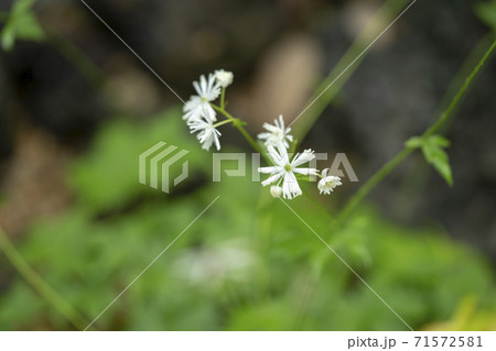 モミジカラマツ モミジカラマツ 71572581