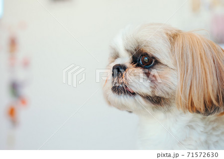 シーズー 71572630