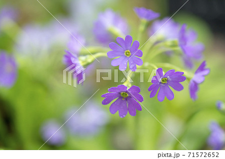 レブンコザクラ レブンコザクラ 71572652