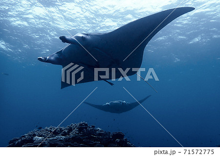 海の中を壮大に泳ぐマンタ Manta Swim Under The Seaの写真素材