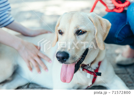 犬の散歩 71572800