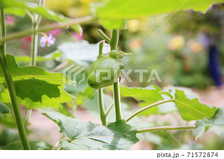 ツノナスの実 71572874