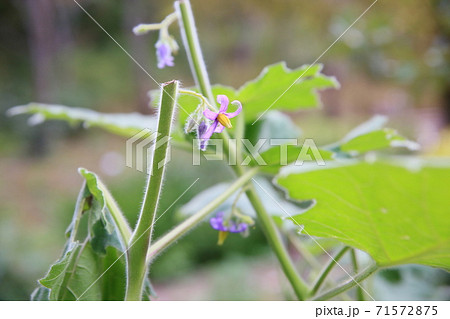 キツネナスの花 71572875