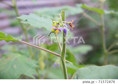 キツネナスの花 キツネナスの花 71572876