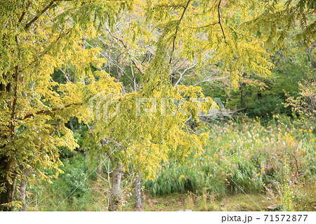 メタセコイア黄葉 71572877