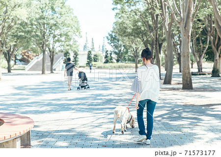 犬の散歩 71573177