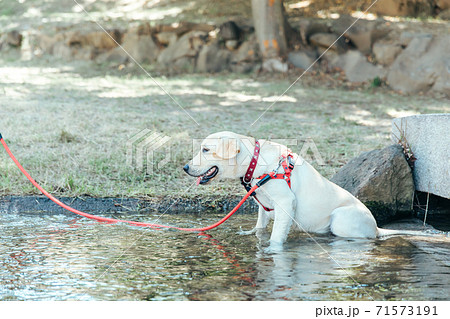 泳ぐ犬の写真素材
