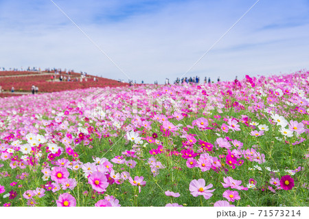 【みはらしの丘を望むコキアとコスモス】 71573214
