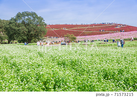 【ソバの花とコスモスとコキアの三重奏】 71573215