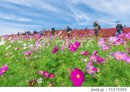 【みはらしの丘を望むコキアとコスモス】 71573265