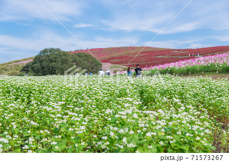 【ソバの花とコスモスとコキアの三重奏】 71573267