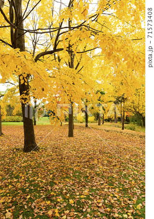 紅葉したイチョウのある公園 71573408