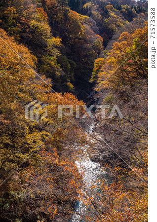 秋に色付く渓谷 吾妻渓谷の紅葉と川の流れ C 1の写真素材