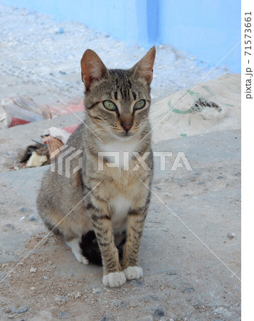 シャウエン 路地裏の猫 71573661