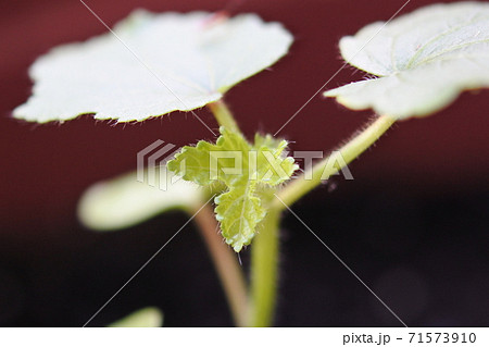 オクラ　双葉の間から本葉の若い葉っぱが伸びてくる　正面 71573910