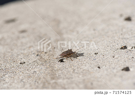 カメムシ 71574125