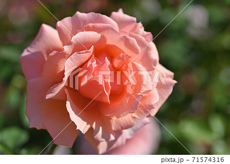 バラ アプリコット キャンディ の写真素材