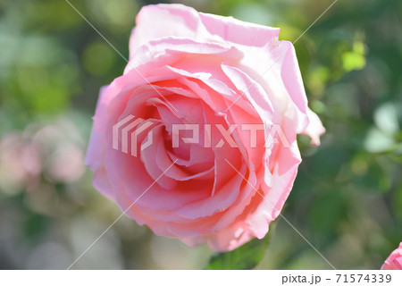 バラ（はまみらい） 71574339