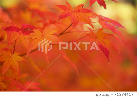 紅葉の庭 紅葉の庭 71574417